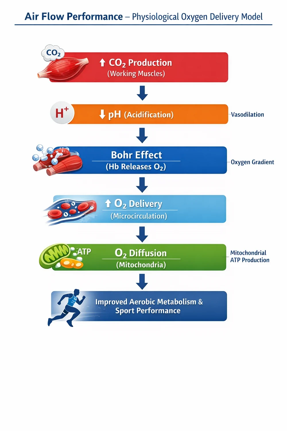 Air Flow Performance physiological oxygen delivery model